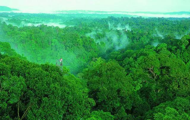 蛇洞里发现了一条世界上最大的蛇,亚马逊最大的蛇是什么蛇