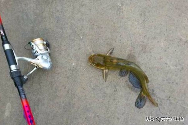 串钩打黄颡鱼用什么饵料,钓黄腊鱼最好用什么串钩