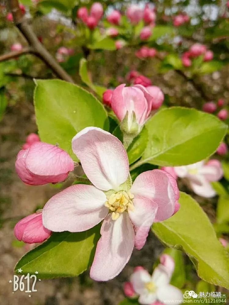 临颍人原创作品：旖旎海棠红