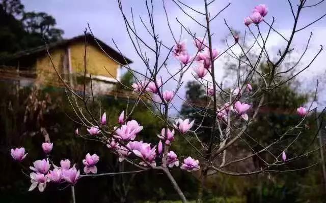 偷偷告诉你驴友们常去的从化小众特点小镇~比森林公园更美更好玩