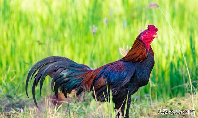 为什么有的蜈蚣毒不死大公鸡,为什么毒蜈蚣毒不死公鸡