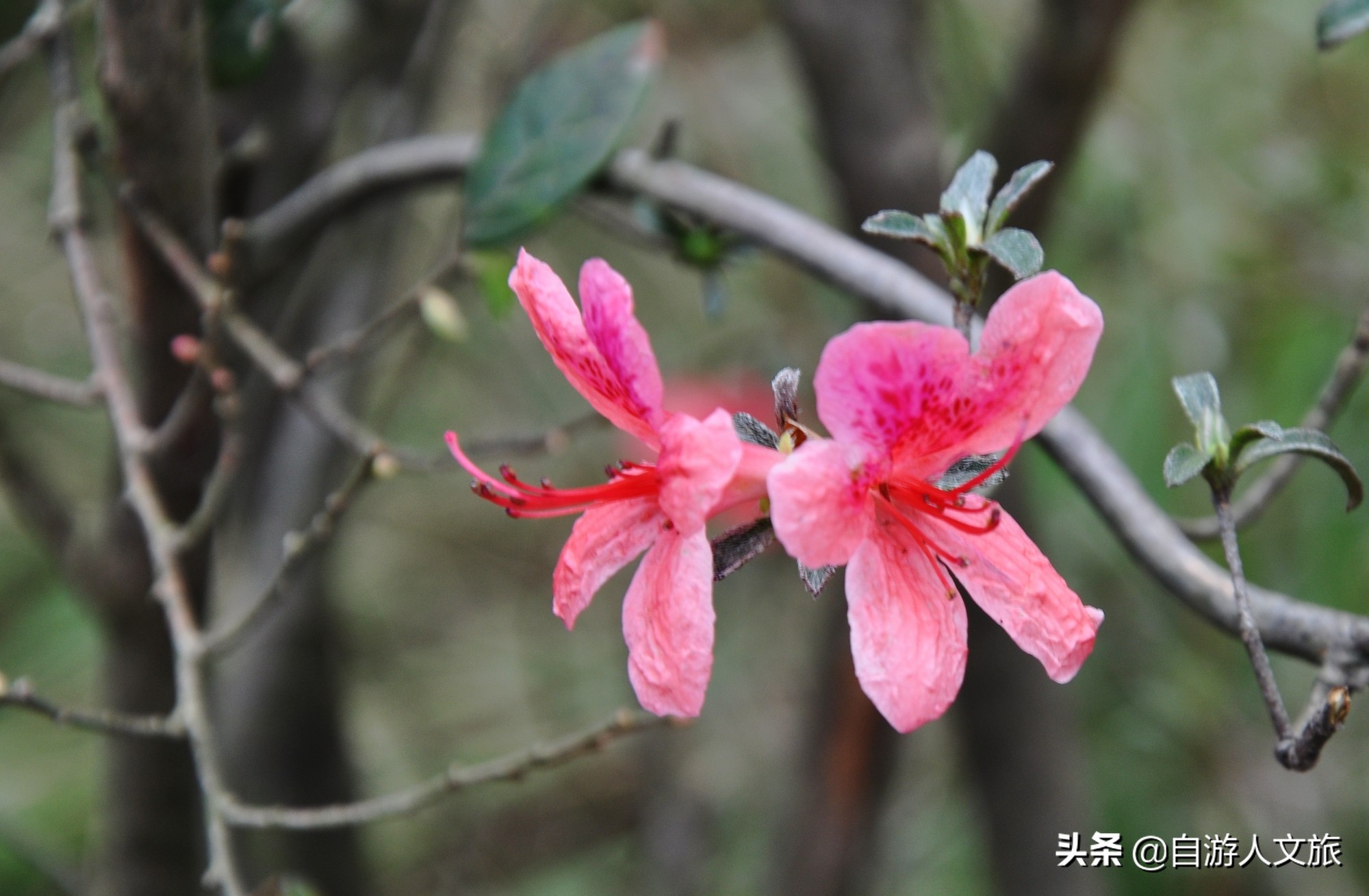 环西湖群山徒步毅行,行走西湖古诗词