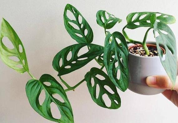 屋内除甲醛什么盆栽好,除甲醛最好最快的方法室内盆栽