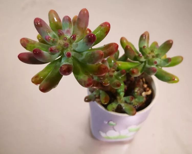 一花一叶一世界多肉,一花一世界多肉之美