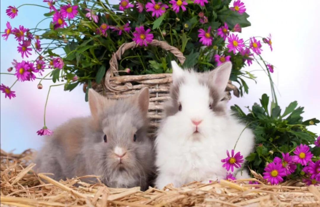 图库怎么编辑九宫格,图库九宫格图片怎么做