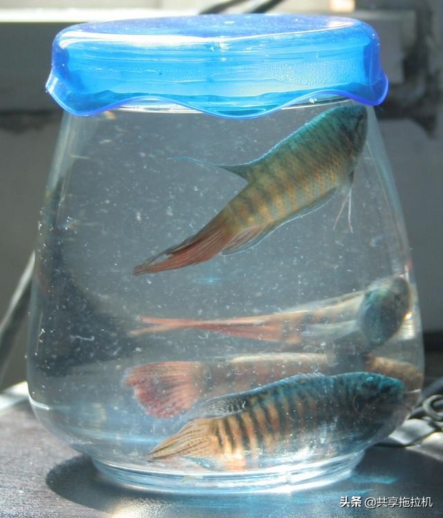 这种生态鱼，儿时的烂大街，如今能炒到几百块一条，满满的回忆