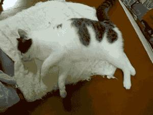 猫咪原来也会做梦,猫会做梦梦到主人吗