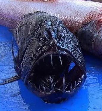 你知道海底的最深处有什么吗,海底最深处到底有什么