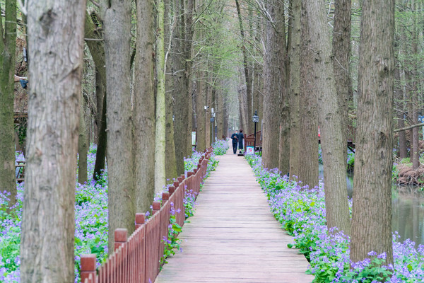 踏春赏花拍美景,踏春赏花逛湖