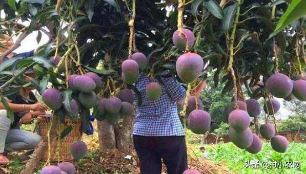 55到65岁在农村能创业什么项目,2021最有前景的10个农村创业点子