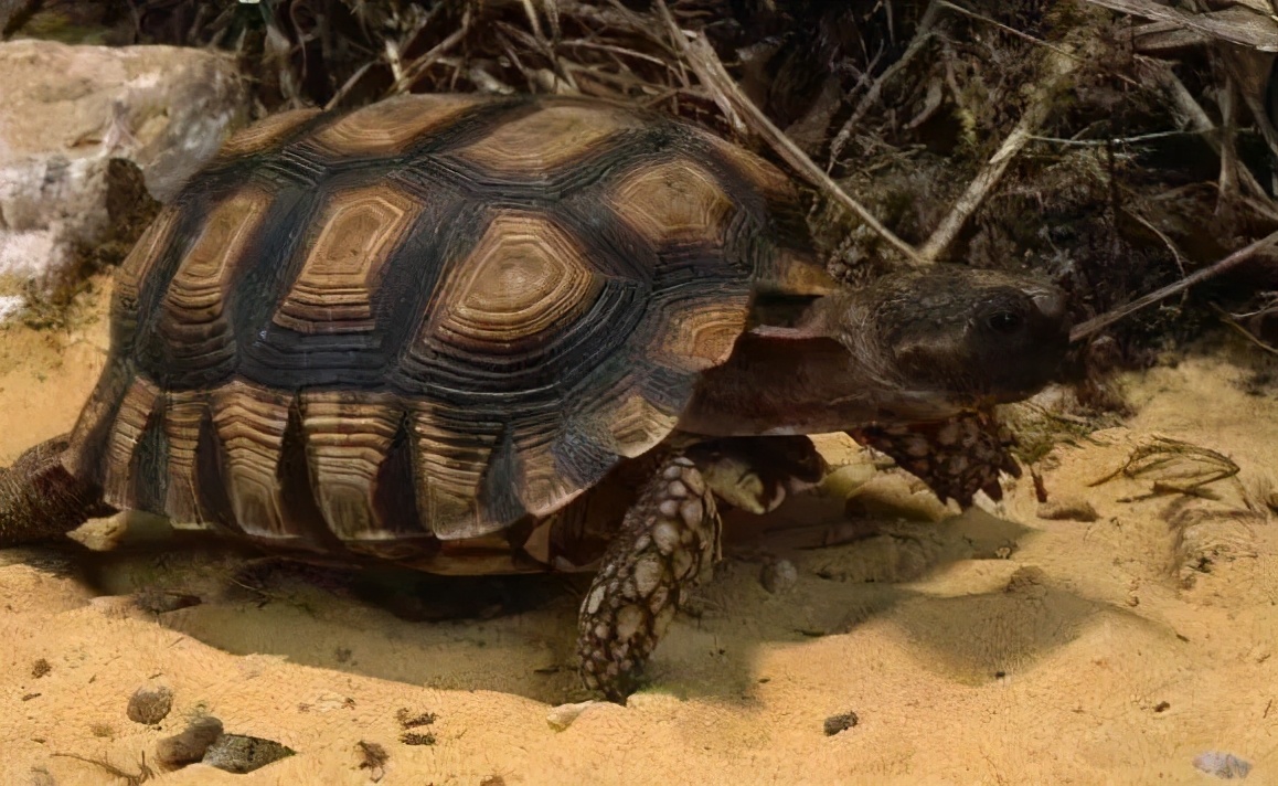 龟类大百科,大眼睛龟类