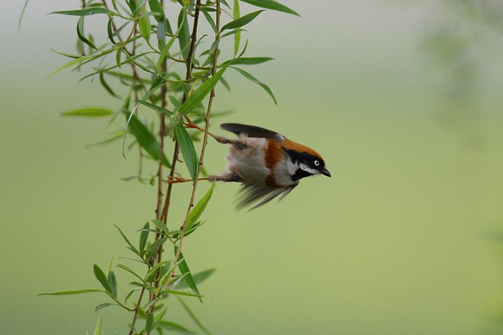 咏柳是曾巩写的还是贺知章写的,贺知章咏柳和曾巩咏柳的异同