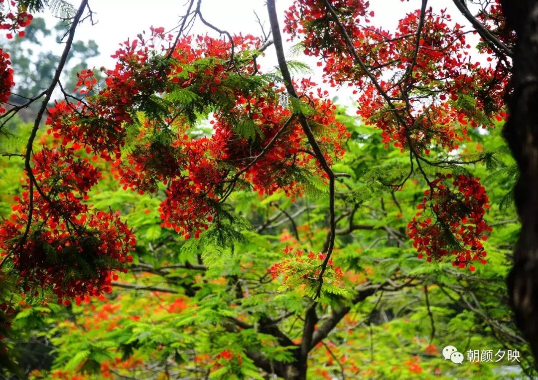 凤凰浴火时，盛夏晚晴天