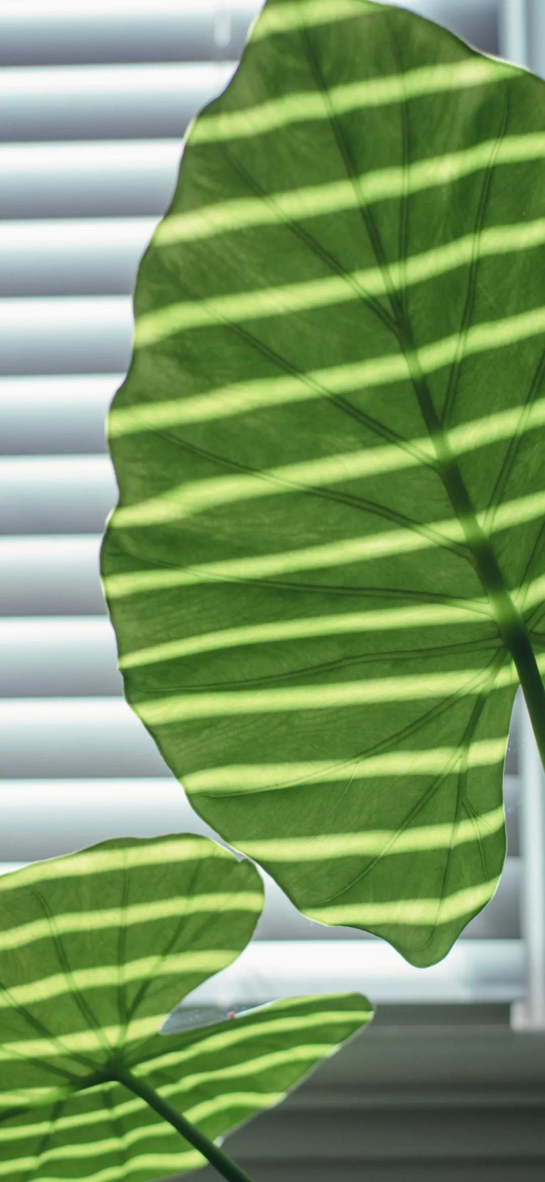 文艺素雅治愈植物手机壁纸,唯美治愈系手机壁纸植物