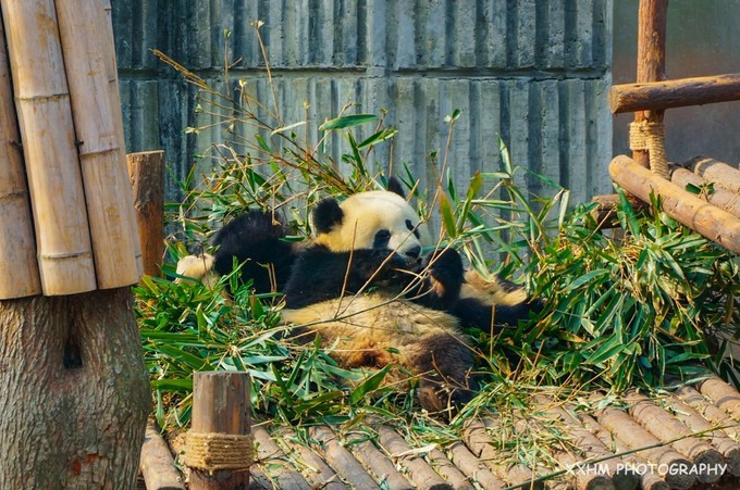 成都本地人去的最好吃的美食,中国姑娘吃成都美食