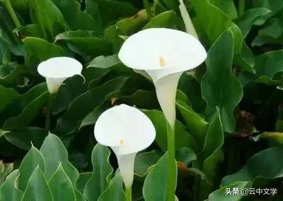 花语大全100种花图片,100种花的花语太全了