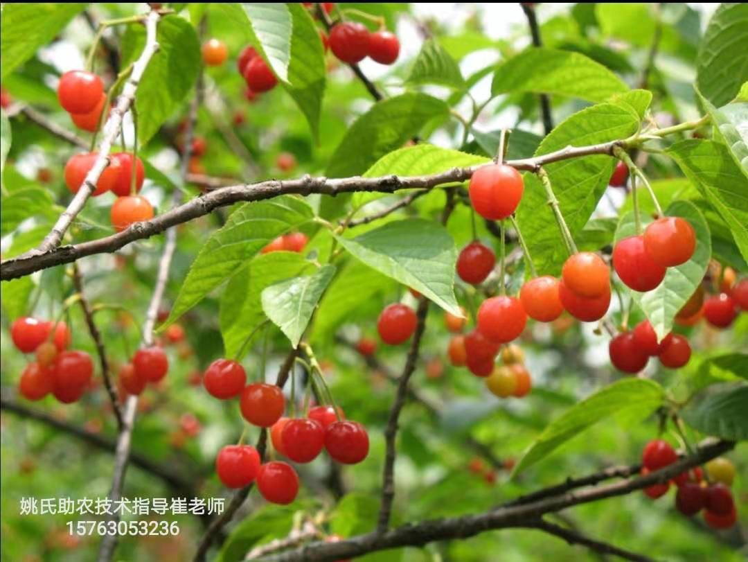 怎样防止大棚樱桃二次开花,一年的樱桃苗不发枝怎么办