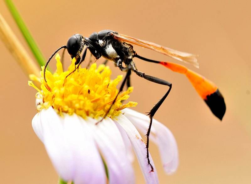 昆虫界只会在育儿期间能成为“捕猎高手”的一种神奇的蜂类