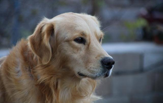 金毛被卖到肉店,金毛丢失重逢