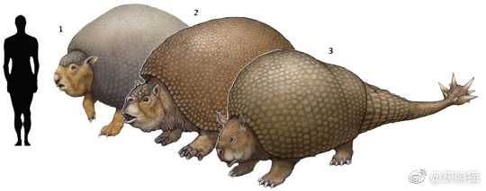 自然探秘动物世界,自然探秘所有动物视频
