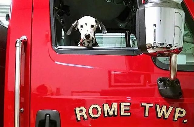 消防犬斑点狗技能,美国消防犬斑点狗