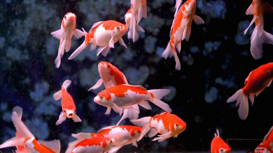 小金鱼吐泡泡儿童画教学目标,彩色小金鱼创意儿童画