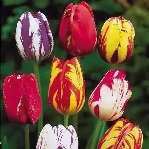 世界上最华丽最高贵的花,世界上最高贵最漂亮的60朵花