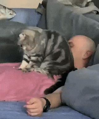 千万别惹俄罗斯猫，真实吓尿了