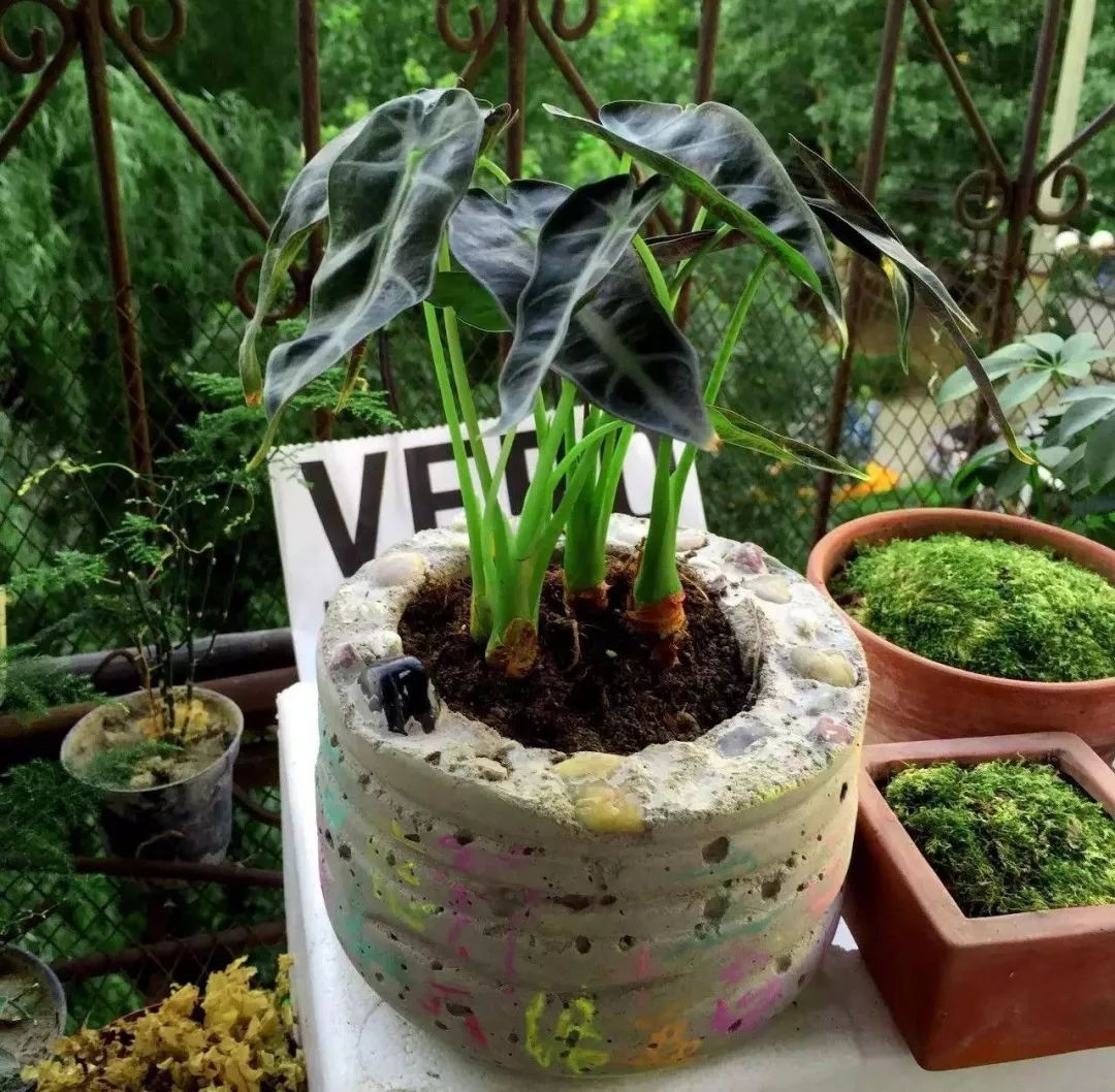 想买水泥自制花盆,diy花盆黏土