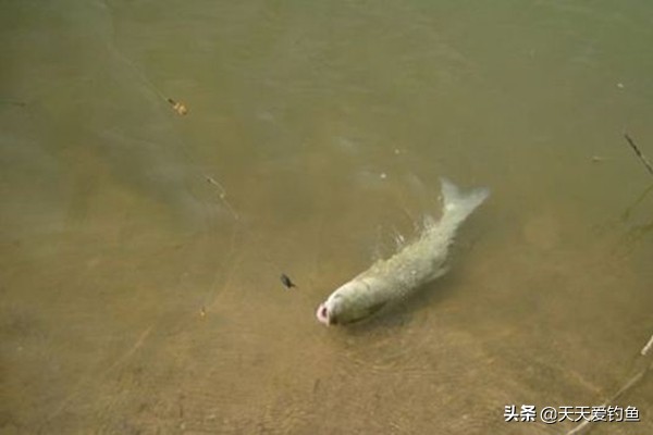 手竿串钩适合浮钓草鱼吗,串钩浮钓草鱼技术视频