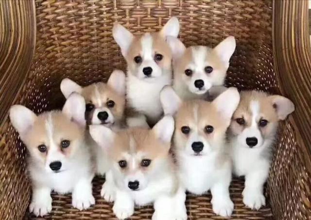 柯基犬的七个弱点最好不要吓唬它,柯基犬的10个优点不养你会后悔