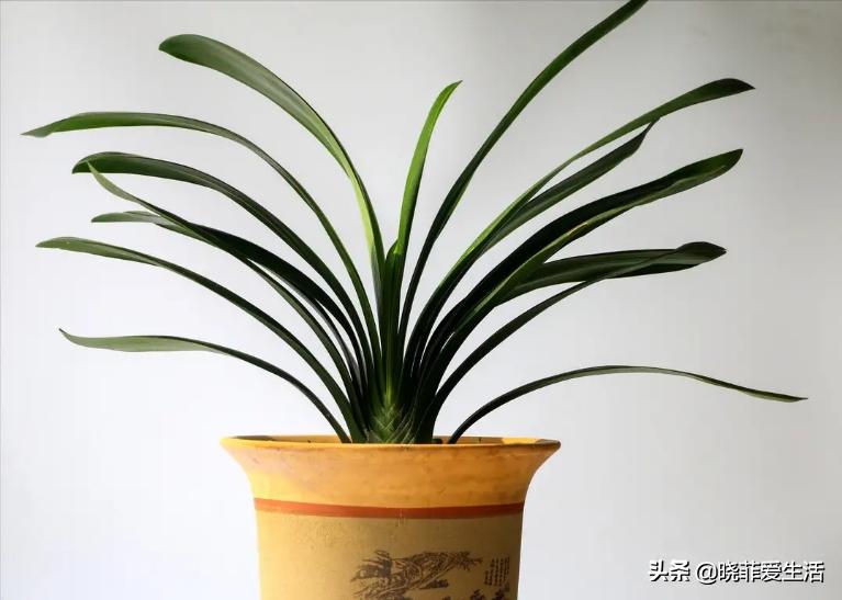君子兰养了几年不开花要换盆吗,君子兰不开花这样养一年能开两茬