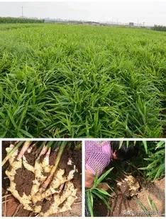 现在全国各省大姜面积分布情况,2023种姜面积预测