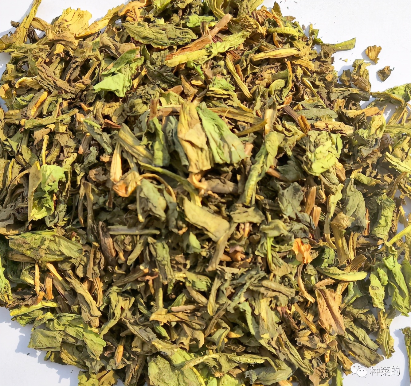 蒲公英最好看的品种是哪种,蒲公英很多品种