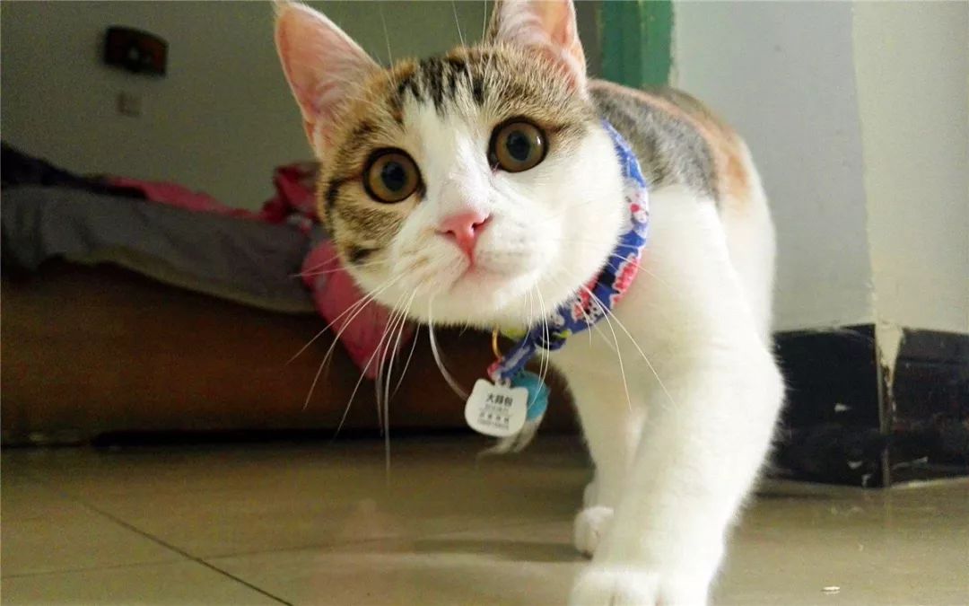 猫咪喂内驱药有什么危害吗,养猫知识猫咪驱虫注意事项