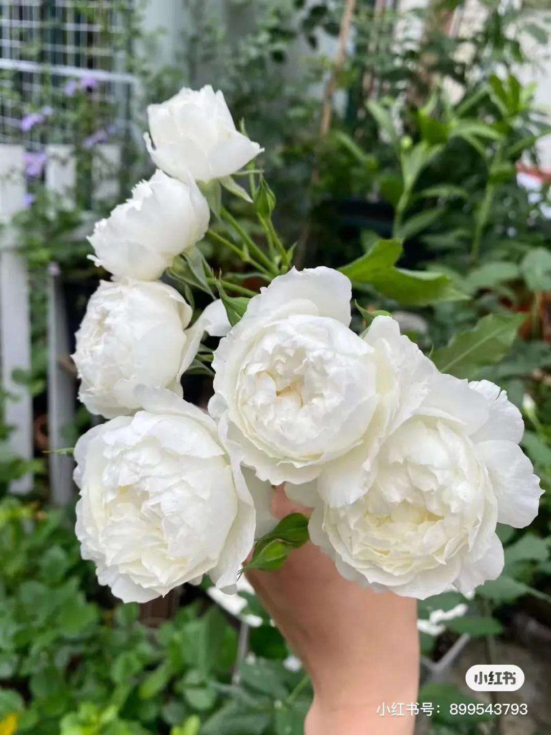 获得worldrose的12款月季品种,露台月季品种推荐