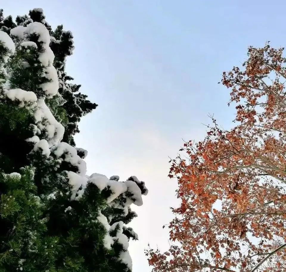 京东跟东哥,京东东哥回来了吗