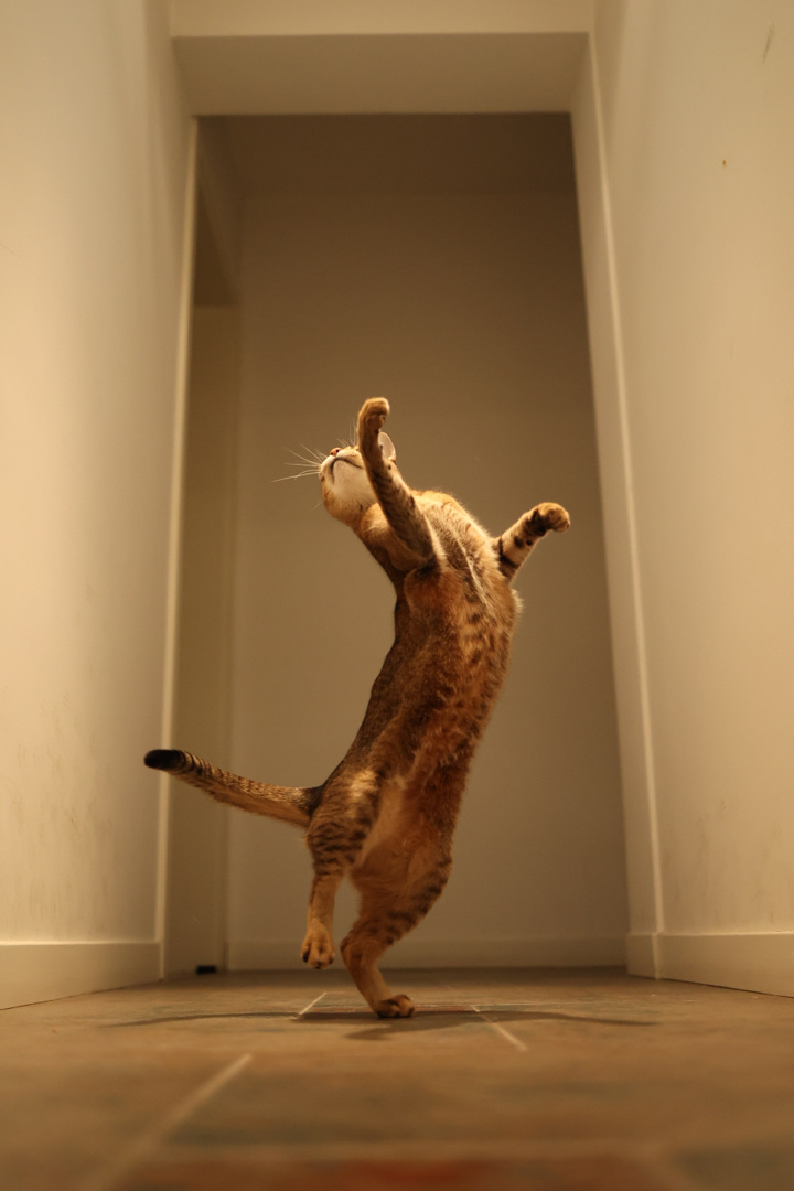 在米拍聚众吸猫吸狗是一种怎样的体验？