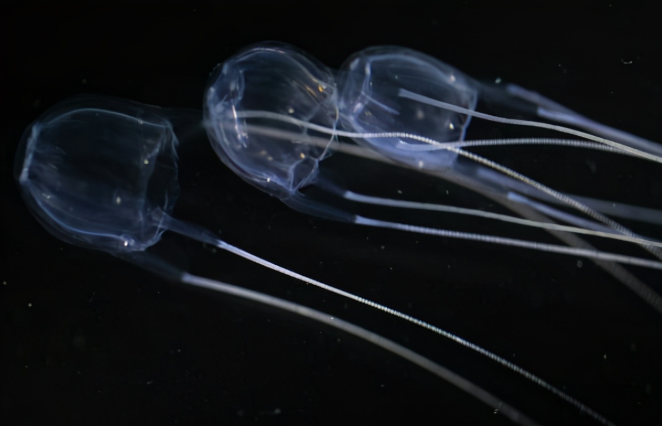 15种令人惊叹的透明生物,越看越可怕的动物