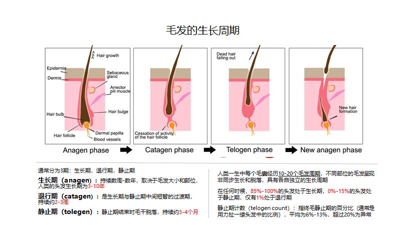 脂溢性脱发应该每天洗头吗,脂溢性脱发适合每天洗头吗