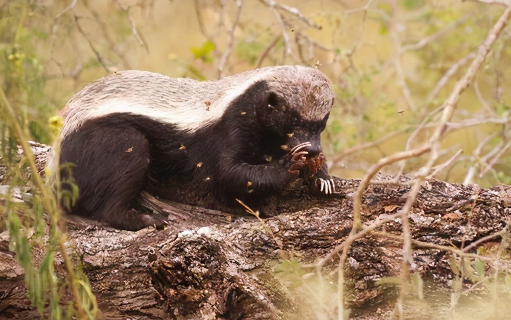 被世界上称为最无畏的动物平头哥,世界上最无所畏惧动物号称平头哥