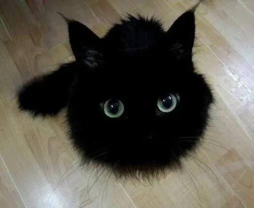 中国猫的雅称,猫生百态包括什么