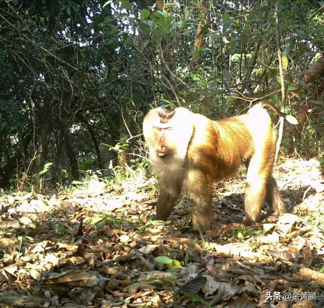 为什么云南女人长相好看,云南真的很漂亮吗