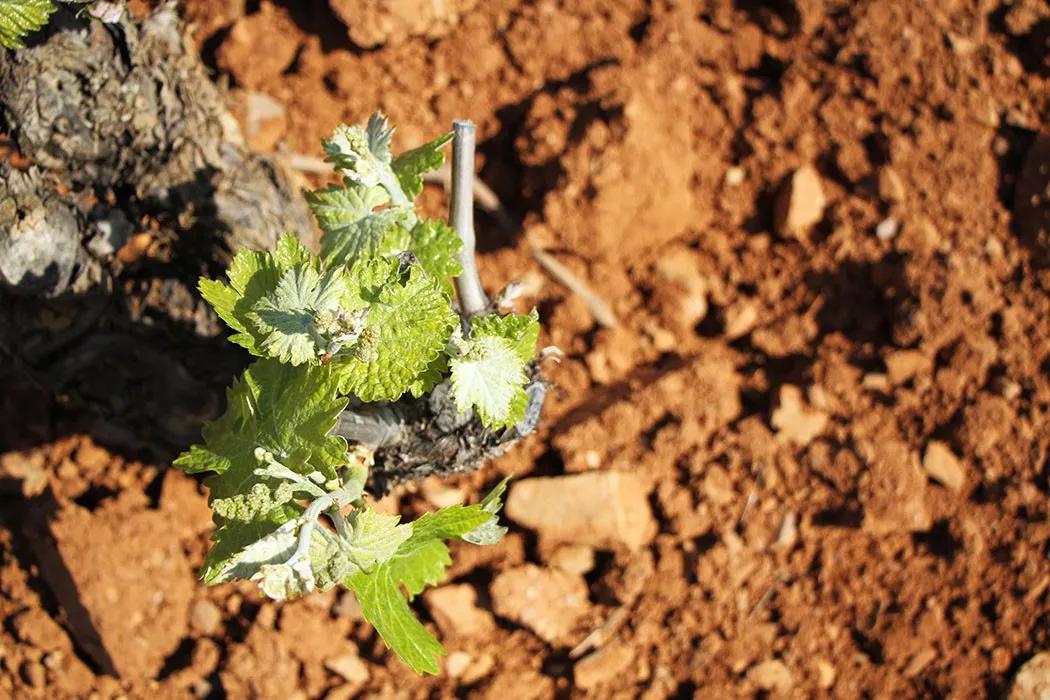 佳丽酿介绍,佳丽酿英文