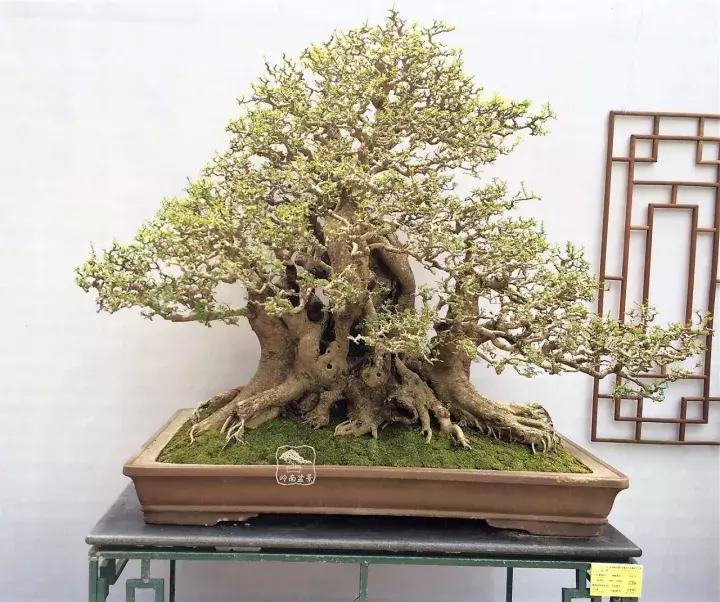 造型极美的盆景一起来欣赏,一组风吹出来的盆景欣赏动感十足