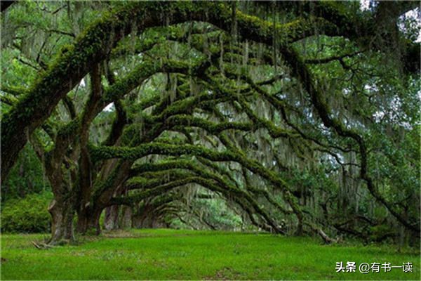 致橡树舒婷是什么诗的代表人物,适合舒婷致橡树的朗诵背景音乐