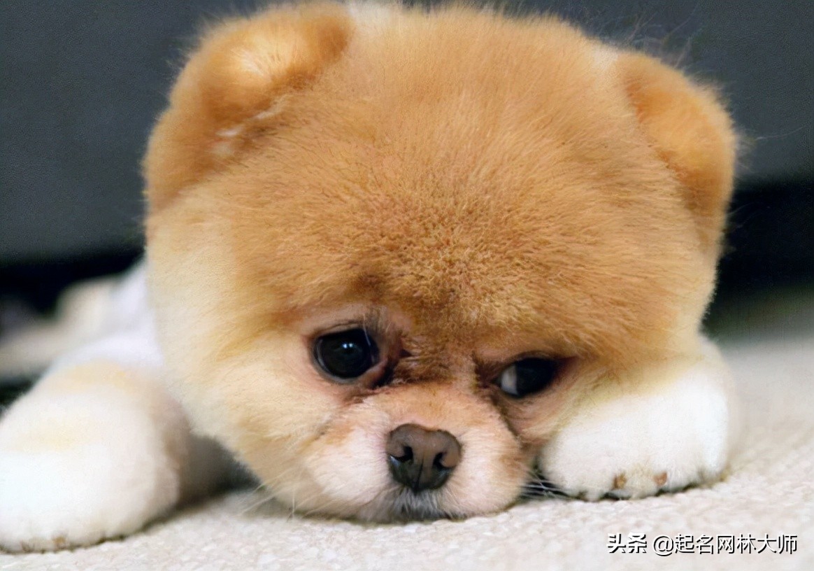 听话懂事温顺的狗狗品种,可鲁可鸭一只随叫随到的狗狗