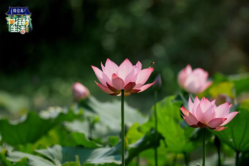 电视剧向往的生活在哪拍的取景地,电视剧向往的生活取景地