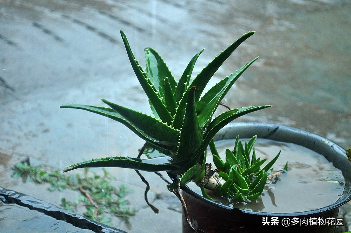 养花小妙招让你的花养得更加棒,新手养花小技巧学会才能养好花