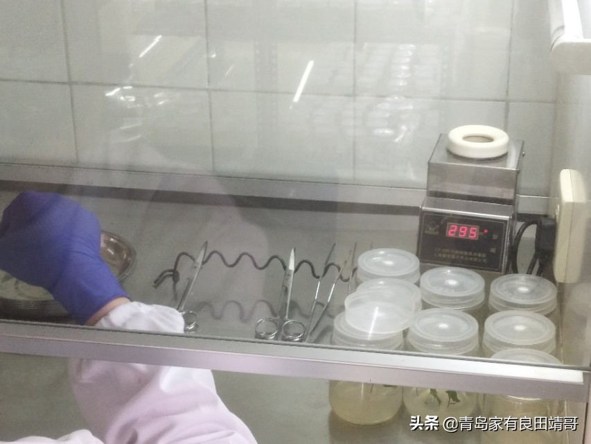 脱毒阳光玫瑰葡萄苗,阳光玫瑰特级苗